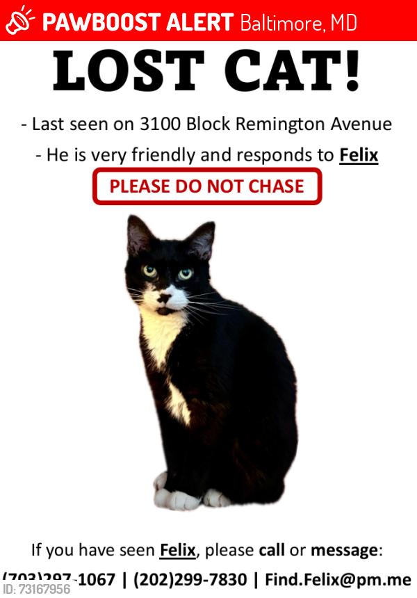 Lost Male Cat last seen Wyman Park; Johns Hopkins Homewood Recycling Office, Baltimore, MD 21211