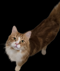 Lost Male Cat last seen Near Rosebowl - Lincoln and Mountain, Pasadena, CA 91103
