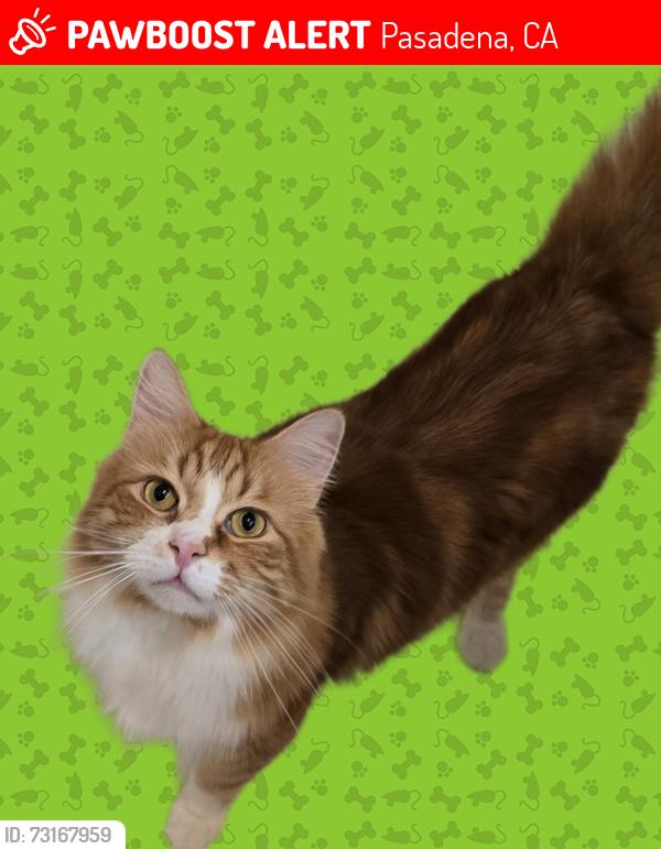 Lost Male Cat last seen Near Rosebowl - Lincoln and Mountain, Pasadena, CA 91103