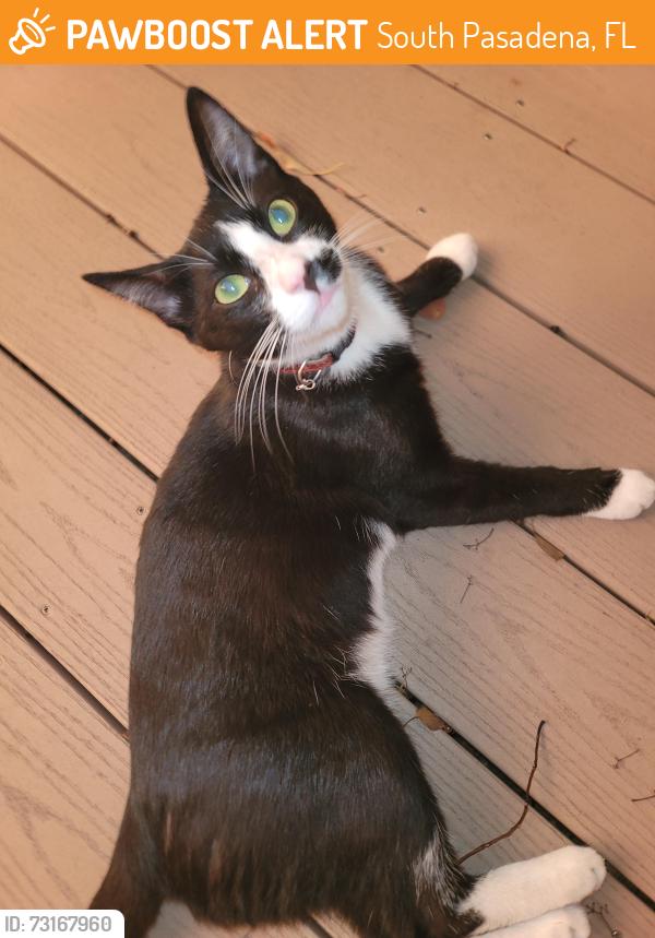 Found/Stray Male Cat last seen S Pasadena, Fl, South Pasadena, FL 33707