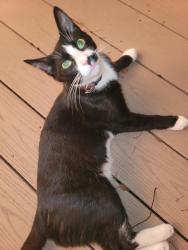 Found/Stray Male Cat last seen S Pasadena, Fl, South Pasadena, FL 33707
