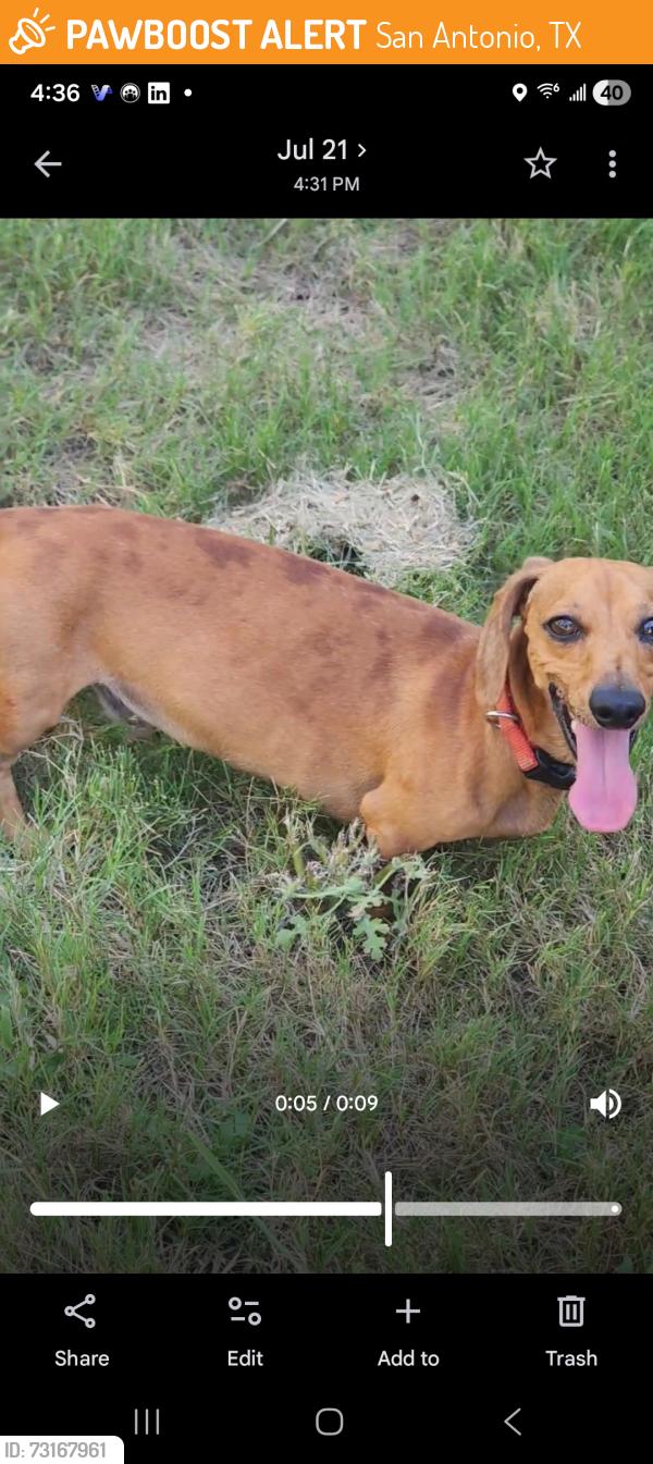 Found/Stray Male Dog last seen Solana Ridge, Blue Moon Cv, San Antonio, TX 78252
