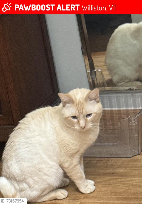 Lost Male Cat last seen Old Creamery rd, Williston, VT 05495