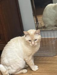 Lost Male Cat last seen Old Creamery rd, Williston, VT 05495