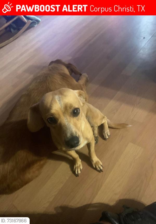 Lost Female Dog last seen Gollihar road, a block away is Walmart and Whataburger on staples, Corpus Christi, TX 78411