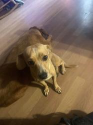 Lost Female Dog last seen Gollihar road, a block away is Walmart and Whataburger on staples, Corpus Christi, TX 78411