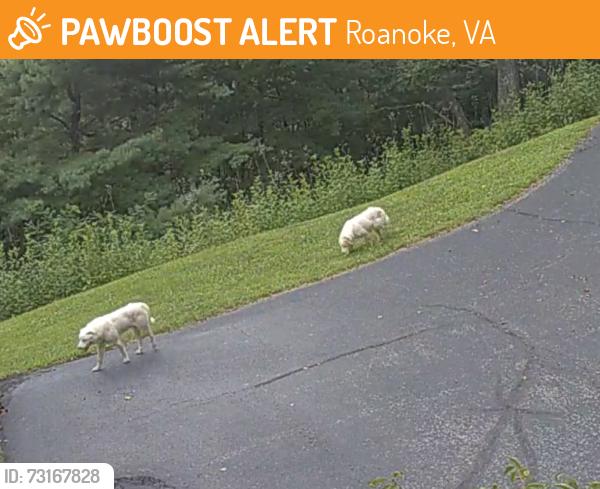 Found/Stray Unknown Dog last seen Headed deep in the woods toward vista forest neighborhood, Roanoke, VA 24018