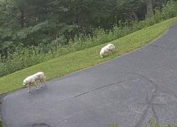 Found/Stray Unknown Dog last seen Headed deep in the woods toward vista forest neighborhood, Roanoke, VA 24018