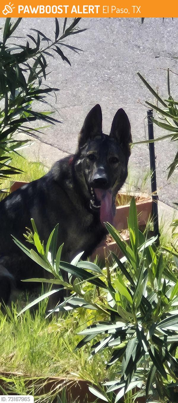Found/Stray Male Dog last seen Kellogg and Winthrop, El Paso, TX 79924
