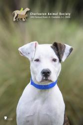 Shelter Stray Male Dog last seen Near Dorchester Road, North Charleston, SC, 2455 Remount Rd, North Charleston, SC 29406, USA