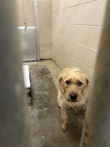 Shelter Stray Female Dog last seen Near Pines Road, Berkeley County, SC, 2455 Remount Rd, North Charleston, SC 29406, USA