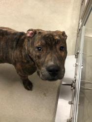 Shelter Stray Male Dog last seen , , OH, 9203 Detroit Ave, Cleveland, OH 44102, USA