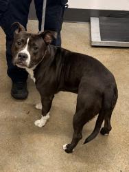 Shelter Stray Male Dog last seen Near E 115, 3rd District, OH, 9203 Detroit Ave, Cleveland, OH 44102, USA
