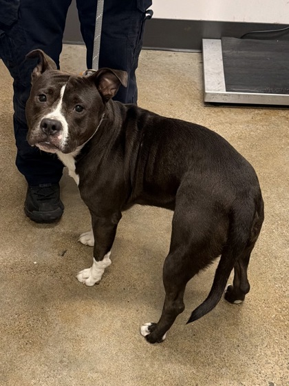 Shelter Stray Male Dog last seen Near E 115, 3rd District, OH, 9203 Detroit Ave, Cleveland, OH 44102, USA