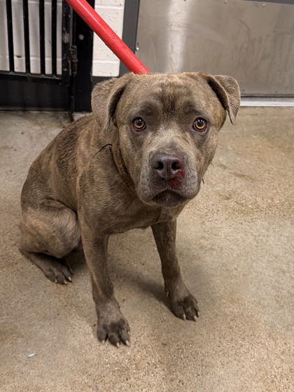 Shelter Stray Male Dog last seen Bancroft & Warner, 4th District, OH, 9203 Detroit Ave, Cleveland, OH 44102, USA