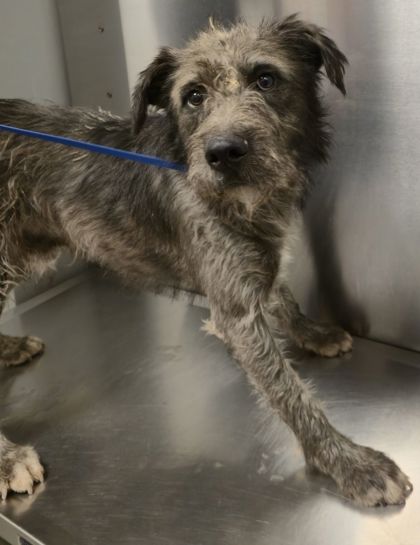 Shelter Stray Male Dog last seen W Barstow Ave & N Westlawn Ave, Fresno Zone Fresno CO 1A 93723, CA, 1510 W Dan Ronquillo Dr, Fresno, CA 93706, USA