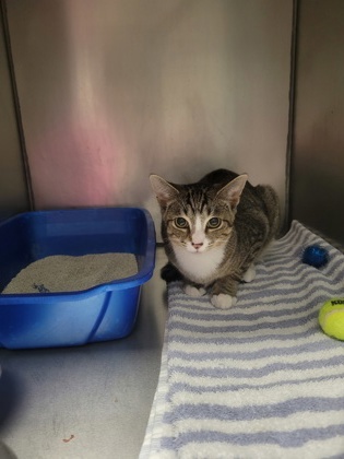 Shelter Stray Unknown Cat last seen W 99th St and N Michigan Rd, HC Strays by Out of County Residents, IN, 10501 Hague Rd, Fishers, IN 46038, USA