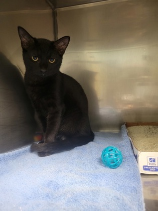 Shelter Stray Unknown Cat last seen W 99th St and N Michigan Rd, HC Strays by Out of County Residents, IN, 10501 Hague Rd, Fishers, IN 46038, USA