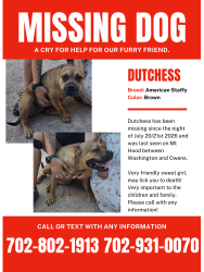 Lost Female Dog last seen Mt Hood between Washington and Owens, Las Vegas, NV 89110