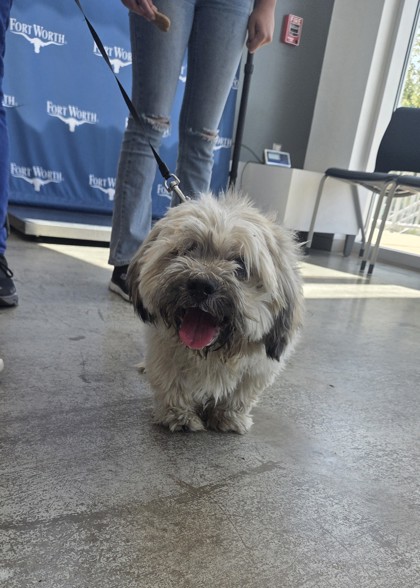 Shelter Stray Male Dog last seen Rosedale and Miller, Central District, TX, 355 Hillshire Dr, Haslet, TX 76052, USA