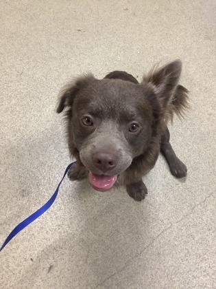 Shelter Stray Male Dog last seen Near Ben Ave, East District, TX, 355 Hillshire Dr, Haslet, TX 76052, USA