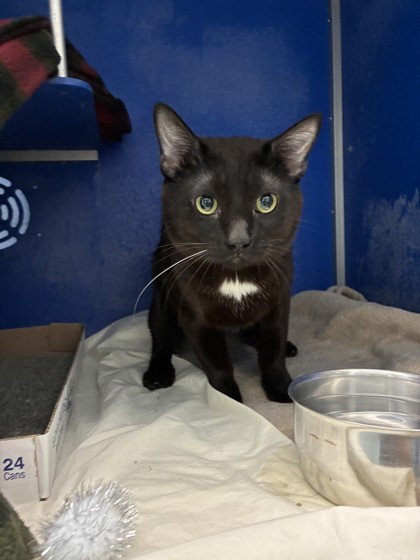 Shelter Stray Male Cat last seen Near W MacArthur Ave, City of Eau Claire, WI, 3900 Old Town Hall Rd, Eau Claire, WI 54701, USA