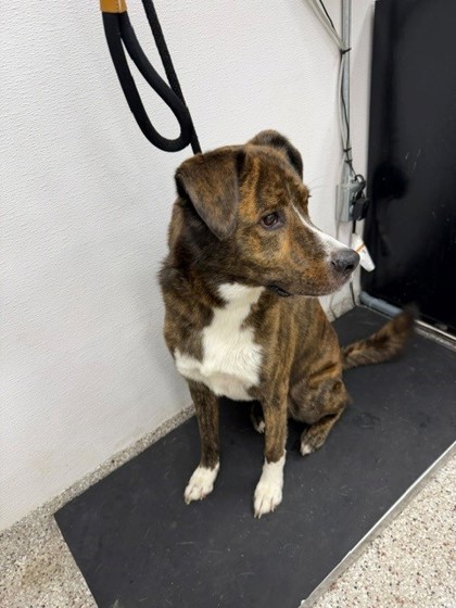 Shelter Stray Male Dog last seen E Garrison Blvd, Gastonia, NC, 1491 Business Park Ct, Gastonia, NC 28052, USA
