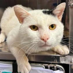Shelter Stray Male Cat last seen Near Park St, Belmont, NC, 1491 Business Park Ct, Gastonia, NC 28052, USA
