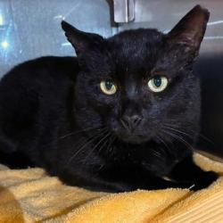 Shelter Stray Male Cat last seen Near Grange Ct, County/Unicorporated, NC, 1491 Business Park Ct, Gastonia, NC 28052, USA