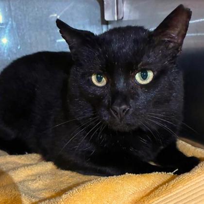 Shelter Stray Male Cat last seen Near Grange Ct, County/Unicorporated, NC, 1491 Business Park Ct, Gastonia, NC 28052, USA