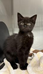 Shelter Stray Female Cat last seen Near Morris St, Stanley, NC, 1491 Business Park Ct, Gastonia, NC 28052, USA