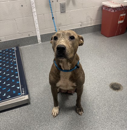 Shelter Stray Female Dog last seen Near Little Cove Rd, Sevier County ACO, TN, 1008 Old Knoxville Hwy, Sevierville, TN 37862, USA