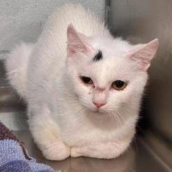 Shelter Stray Female Cat last seen Near Spooler Court, County/Unicorporated, NC, 1491 Business Park Ct, Gastonia, NC 28052, USA