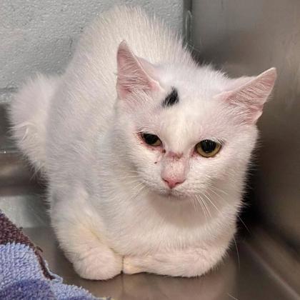 Shelter Stray Female Cat last seen Near Spooler Court, County/Unicorporated, NC, 1491 Business Park Ct, Gastonia, NC 28052, USA