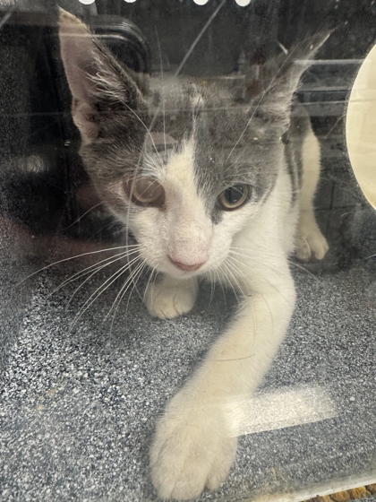 Shelter Stray Male Cat last seen Near Lake Douglas Way, Sevier County, TN, 1008 Old Knoxville Hwy, Sevierville, TN 37862, USA