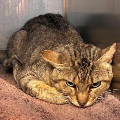 Shelter Stray Male Cat last seen Near Loafers Glory Trail, County/Unicorporated, NC, 1491 Business Park Ct, Gastonia, NC 28052, USA