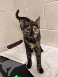 Shelter Stray Female Cat last seen Near Edgemoor Lane, Anderson County, TN, 3201 Division St, Knoxville, TN 37919, USA