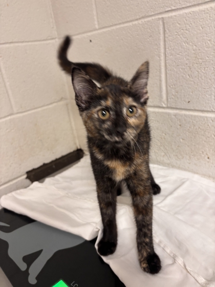 Shelter Stray Female Cat last seen Near Edgemoor Lane, Anderson County, TN, 3201 Division St, Knoxville, TN 37919, USA