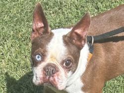 Shelter Stray Male Dog last seen Near block Magan Ln, Jarrell, Williamson County, TX, 1855 SE Inner Loop, Georgetown, TX 78626, USA