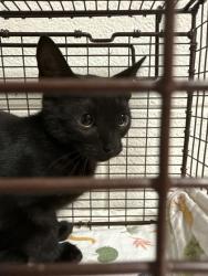 Shelter Stray Unknown Cat last seen Near Hickory Creek Rd, City of Knoxville GP, TN, 3201 Division St, Knoxville, TN 37919, USA