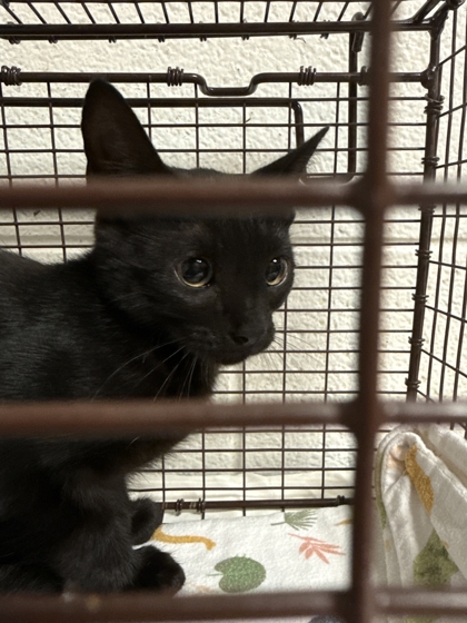 Shelter Stray Unknown Cat last seen Near Hickory Creek Rd, City of Knoxville GP, TN, 3201 Division St, Knoxville, TN 37919, USA