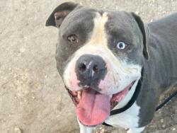 Shelter Stray Male Dog last seen 183A and overlook, City of Leander, TX, 1855 SE Inner Loop, Georgetown, TX 78626, USA