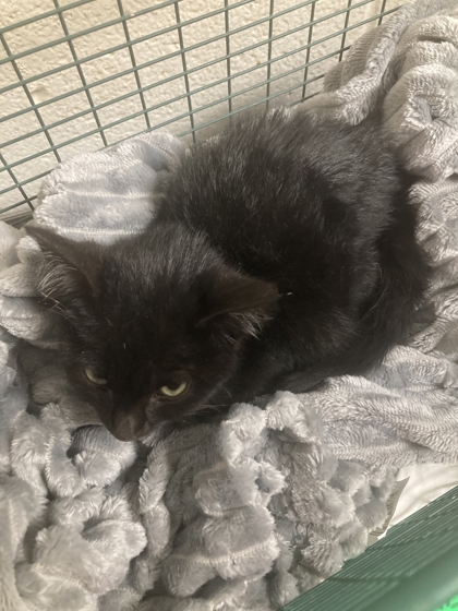 Shelter Stray Male Cat last seen Near Bay Cir, Knox County GP, TN, 3201 Division St, Knoxville, TN 37919, USA