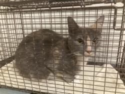 Shelter Stray Female Cat last seen Near Joe Lewis Rd, Knox County GP, TN, 3201 Division St, Knoxville, TN 37919, USA