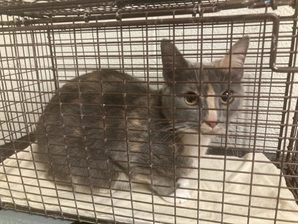 Shelter Stray Female Cat last seen Near Joe Lewis Rd, Knox County GP, TN, 3201 Division St, Knoxville, TN 37919, USA