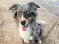 Shelter Stray Male Dog last seen RATTLESNAKE RD, GEORGETOWN, Williamson County, TX, 1855 SE Inner Loop, Georgetown, TX 78626, USA