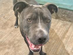 Shelter Stray Male Dog last seen 613-BLK ARROWOOD PL, City of Round Rock, TX, 1855 SE Inner Loop, Georgetown, TX 78626, USA