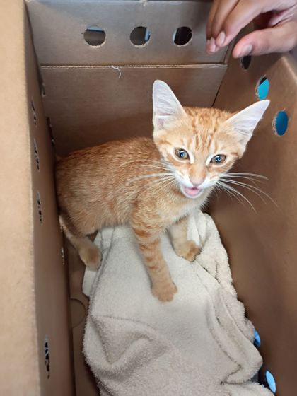 Shelter Stray Male Cat last seen Near Spring St, Atlanta, GA, 1251 Fulton Industrial Blvd NW, Atlanta, GA 30336, USA