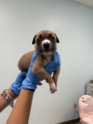 Shelter Stray Female Dog last seen HSSM Property, HSSM Property, MS, 2615 25th Ave, Gulfport, MS 39501, USA