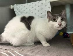 Shelter Stray Male Cat last seen Near Russell St, 21230, NY, 301 Stockholm St, Baltimore, MD 21230, USA